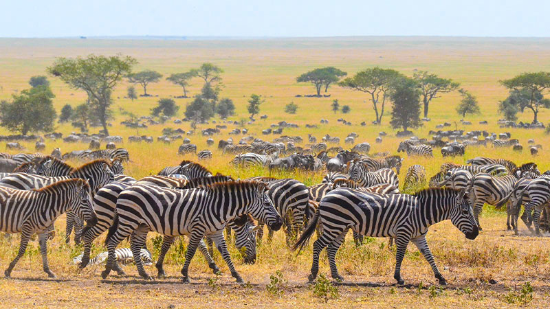 6 Days Serengeti Migration Safari